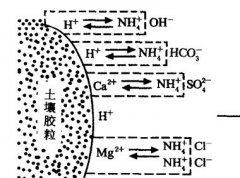 施用碳酸氫銨為什么要強調深施覆土？