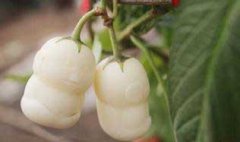 栽培人參果的整地施肥、定植與追肥和澆水問題