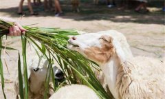 玉米秸稈可直接飼喂畜禽嗎？玉米秸稈如何發(fā)酵