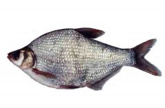 武昌魚的生活習(xí)性和養(yǎng)殖條件，魚種如何培育