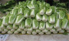 怎樣貯藏大白菜？