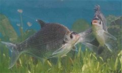 鳊魚在魚塘能自行繁殖嗎？鳊魚養(yǎng)殖要喂什么