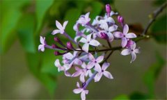 丁香花什么時候開花？丁香花的功效與作用