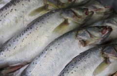 養(yǎng)殖三文魚(yú)的環(huán)境條件，三文魚(yú)苗種的放養(yǎng)要求