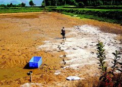 怎樣用生石灰、漂白粉、茶枯和巴豆給魚塘消毒