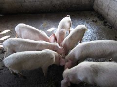 如何降低養(yǎng)豬成本？降低豬飼養(yǎng)成本的30個(gè)竅門(mén)