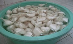 大蒜如何播種？大蒜種植技術(shù)與田間管理方法