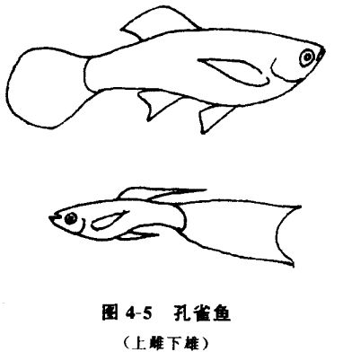 怎樣養(yǎng)孔雀魚？