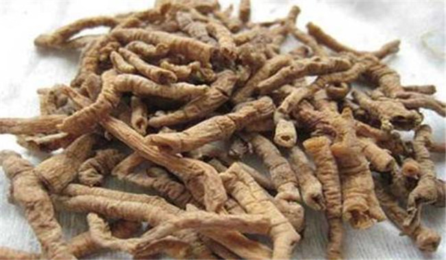 遠志的用法、用量與禁忌