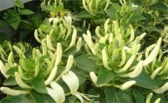 金銀花美容養(yǎng)顏嗎？介紹兩個(gè)金銀花的養(yǎng)顏妙方