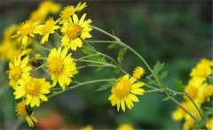 野菊花史話，介紹幾個(gè)野菊花的消腫養(yǎng)顏妙方