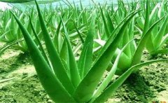 蘆薈的藥用價(jià)值，介紹幾個(gè)蘆薈的養(yǎng)顏配方