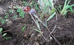 川貝母產(chǎn)地是哪里？川貝母的用法、用量與禁忌