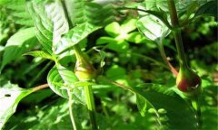 牛膝的用法用量、臨床應(yīng)用及用藥注意事項