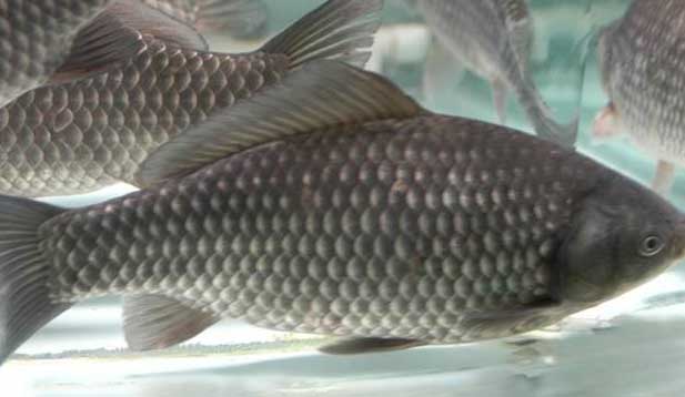 鯽魚的養(yǎng)殖密度、品種搭配、飼料選擇