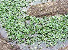 水溫、ph值對(duì)鱔魚養(yǎng)殖的影響