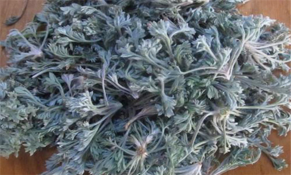 茵陳用法、用量與禁忌