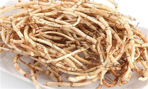 魚腥草的用法、用量與禁忌