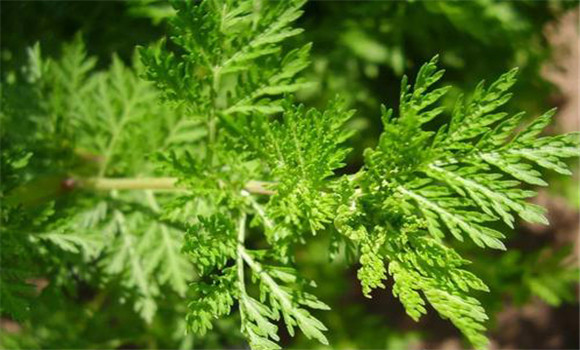 青蒿的用法、用量與禁忌
