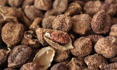 砂仁的功效與作用是什么 砂仁的用法、用量與禁