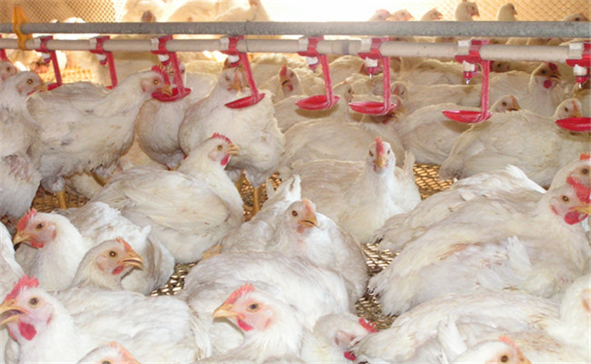 對光照、飼養(yǎng)密度等的要求不同