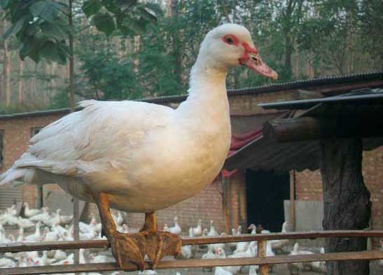 番鴨產(chǎn)蛋期飼養(yǎng)管理技術