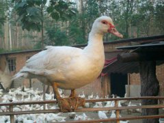 番鴨產(chǎn)蛋期為幾月份？番鴨產(chǎn)蛋期飼養(yǎng)管理技術(shù)