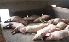 豬黃脂病的病因有哪些？豬黃脂病如何預(yù)防？