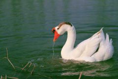 冬季如何高效養(yǎng)鵝，新手冬季養(yǎng)鵝需要注意什么