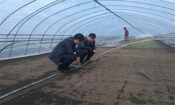 大棚番茄、水稻栽培模式的收益情況
