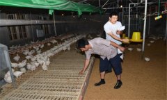 干撒式發(fā)酵床飼養(yǎng)肉雞有哪些優(yōu)勢？