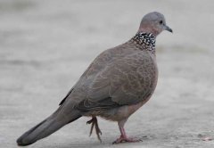 斑鳩吃什么食物？