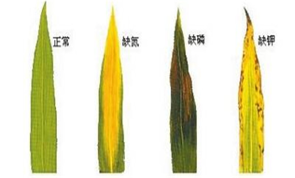 植物缺氮、磷、鉀元素時各有什么癥狀