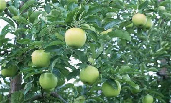 蘋果樹(shù)坐果率低怎么辦