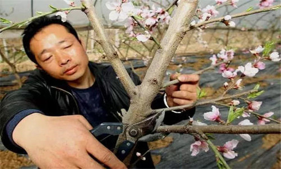 大棚桃樹的種植方法和管理技術(shù)的五個關(guān)鍵點(diǎn)