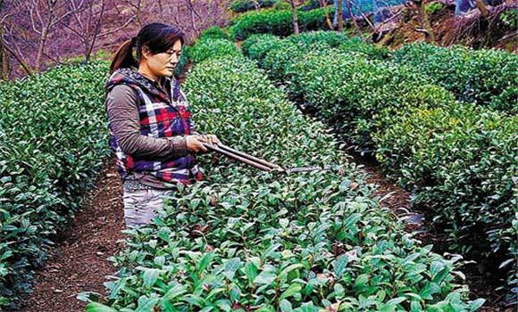 怎樣修剪茶樹？茶樹的修剪方法介紹