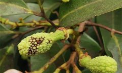 荔枝炭疽病的癥狀特征、防治方法及其發(fā)病規(guī)律