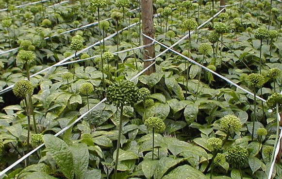 三七種植技術