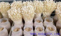 金針菇栽培季節(jié)、品種和場(chǎng)地選擇
