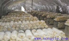 平菇生長(zhǎng)環(huán)境要求 平菇對(duì)溫度、水分和濕度要求