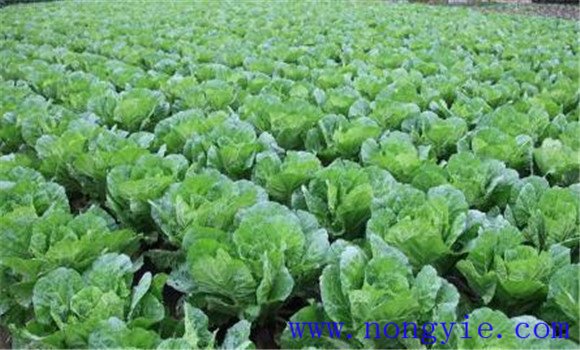 白菜施肥方法、用什么肥料