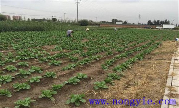大白菜的間苗、除草