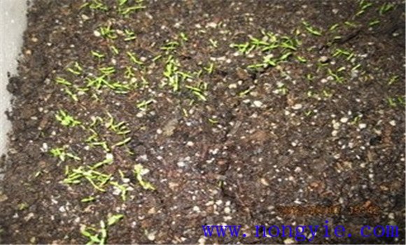 提高西芹發(fā)芽率，不要使用當(dāng)年的種子