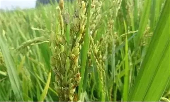 水稻穎殼不閉合、不灌漿怎么辦