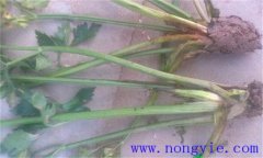 西芹裂根是怎么回事？怎樣防止？