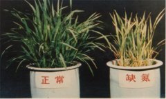 氮、磷、鉀對(duì)植物的作用分別是什么