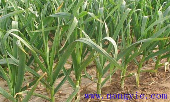 大蒜高產(chǎn)種植技術(shù)的關鍵環(huán)節(jié)是春管