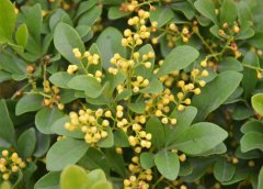米蘭花掉葉子怎么辦？