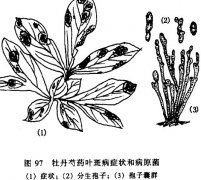 怎樣防治牡丹、芍藥紅斑病