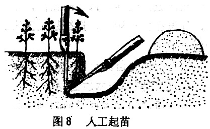 ="苗木在起、運(yùn)過(guò)程中應(yīng)注意什么"
